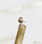 F&auml;ltpipl&auml;rka