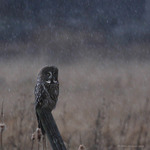 Lappen i sn&ouml;fall