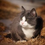 Gr&aring;lle i solen