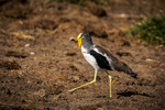 White-crowned Lapwing