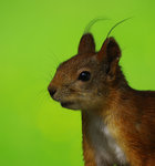 Portr&auml;tt p&aring; Kurt.....