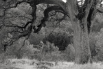 Yosemite Valley Oak