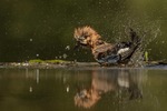 EURASIAN JAY