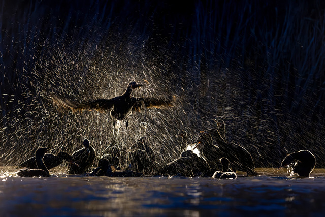 F&aring;gel Fenix &aring;teruppst&aring;r
