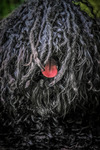 It's not a Dog, It's a Puli