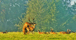 Red Deer mating