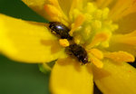 Pollinatörer startar fröbildningen