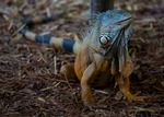 Grön Iguana