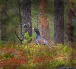 Höst i skogen