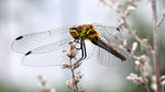 Sympetrum danae