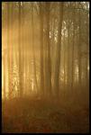 Skogens gyllene ljus