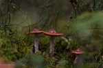 Romantic mushrooms