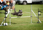 Agility