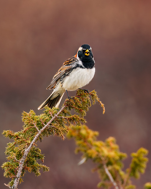 Lapland longspur