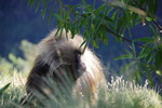 Barsk Gelada