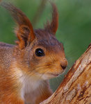 N&auml;rg&aring;nget..