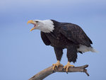 bald eagle skriker