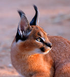 Caracal kitten no.2