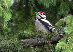 Hackspett i granen