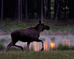 Älgtjur vid skogstjärnen