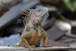 Grön leguan (Iguana iguana) i Banco Chinchorro, Mexico