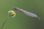 Nymfe på blomsteknopp.