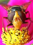 Fisheye fly