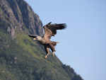 Havsörn på Lofoten