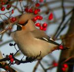 Sidensvans2-digiscoping