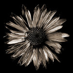 Rudbeckior i sepia