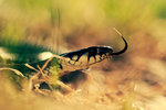 Grass snake