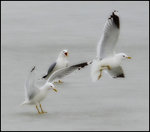 Hur fan ska du n&aring;nsin kunna l&auml;ra dig att landa j&auml;mnfota med den teknken