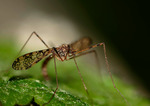 Tipulid Fluga