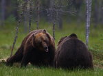 Konfrontation mellan Björnar