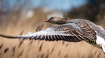 In flight