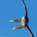 White -tailed Eagle in action at lake Mälaren, Sweden, travel with Birphotosweden or Birdsafarisweden.