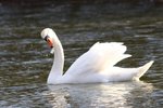 Handsome Swan