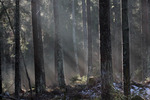 Februari-ljuset i skogen
