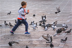 Running after pigeons