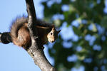 Ekorrn satt p&aring; grenen