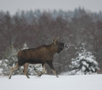 I sakta trav.............