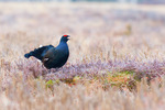 Black grouse 1