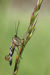 Scorpionfly