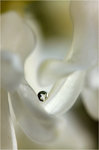 En vit hyacint