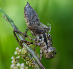 Skalet efter en sl&auml;nda.