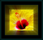 IMG_2673 = Med ereksjon i gult og r&oslash;dt