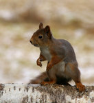 Ekorre utan &ouml;rontofsar...