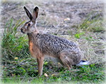 Möte med herr Hare