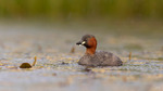 Smådopping / Little Grebe