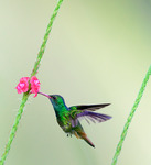 Rufous-tailed Hummingbird